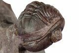 Enrolled Red Austerops Trilobite - Hmar Laghdad, Morocco #322506-1